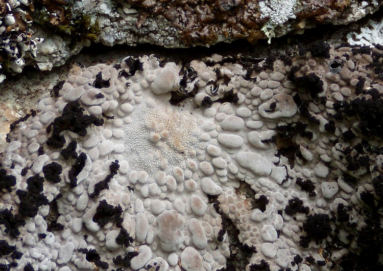 Lasallia pustulata. Lichene c�rso 4